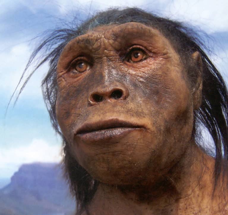 The 7 Homo Species Close to Present Humans That Existed on the Earth