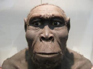 The 7 Homo Species Close to Present Humans That Existed on the Earth